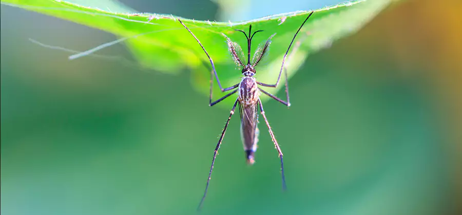 Pest and Mosquito Control for Yard and Patio in Millburn
