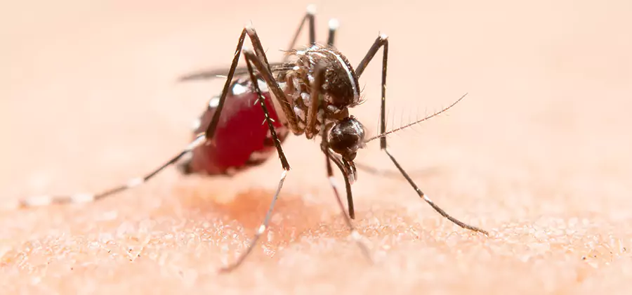 Pond Mosquito Control and Water Treatment in Millburn
