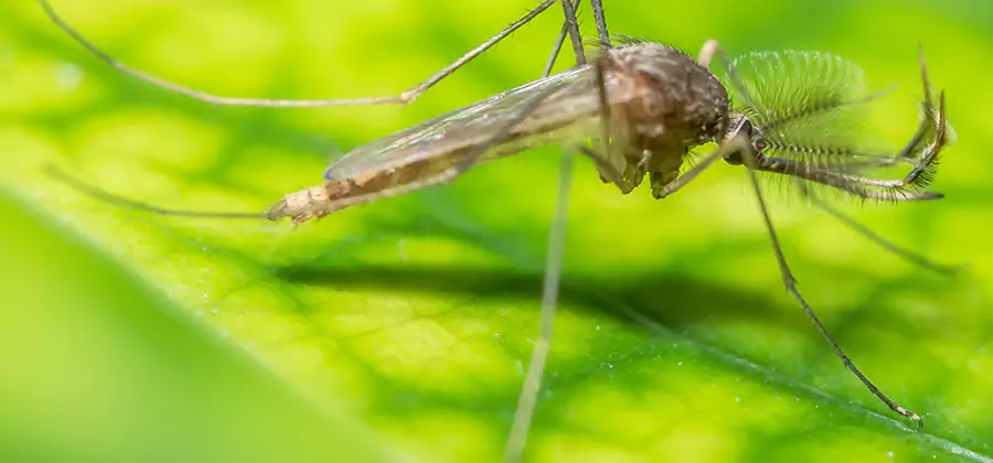 Herbal Mosquito Repellent Treatment in Millburn