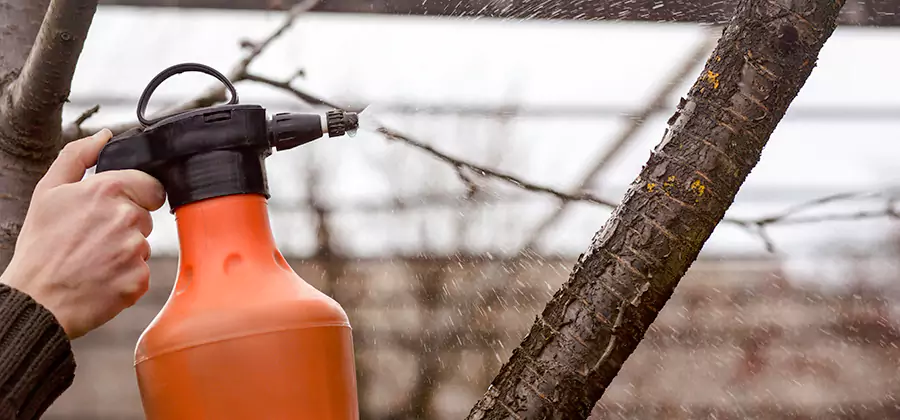 Orange Oil Structural Cavity Treatment in Millburn