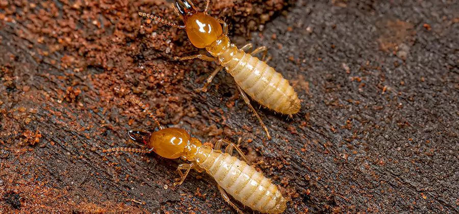 Natural Ant Hill Killer Treatment in Millburn