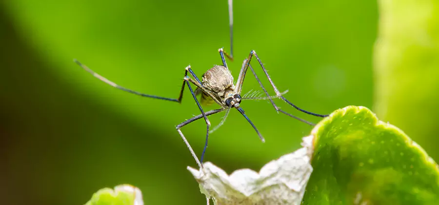 Natural Outdoor Mosquito Repellent in Millburn