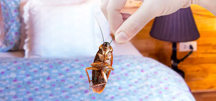 Bed Bug Inspection in Millburn