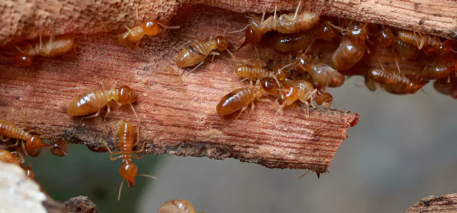 Termite Pest Management in Millburn