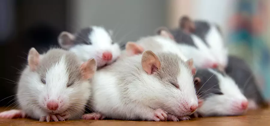 Rat Infestation Exclusion Service in Millburn