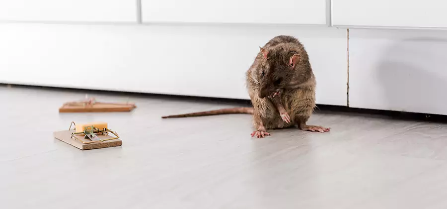 Rat Baiting Removal Service in Millburn