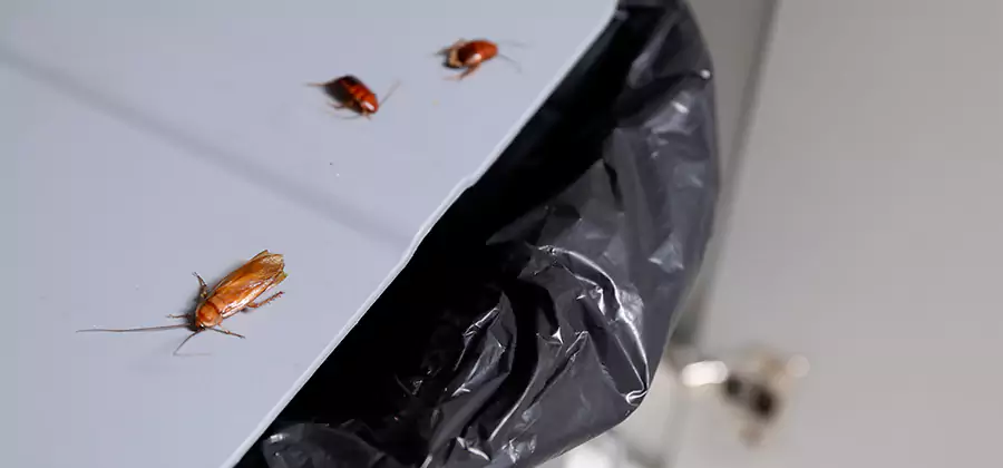 German Roach Pest Control in Millburn