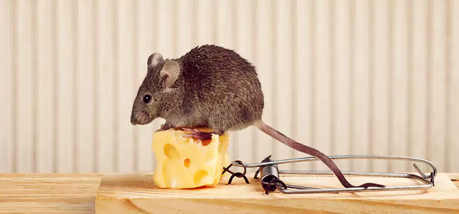 Commercial Rodent Exclusion Services in Millburn
