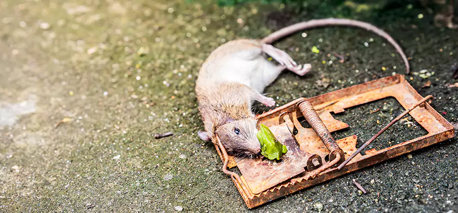 Rat Trapping in Millburn