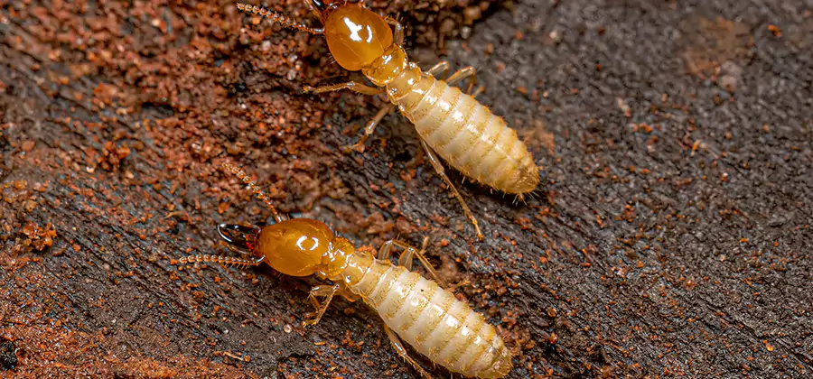 Sentricon Residential Termite Control in Millburn