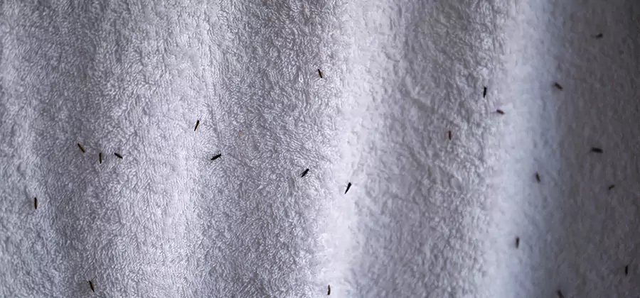 Small Black Ants in Bathroom Treatment in Millburn
