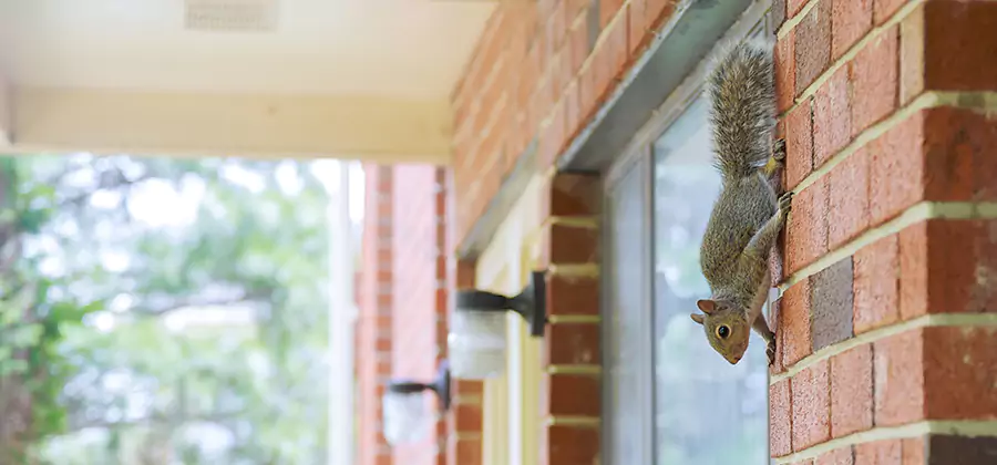 Squirrel Inside Walls Removal in Millburn