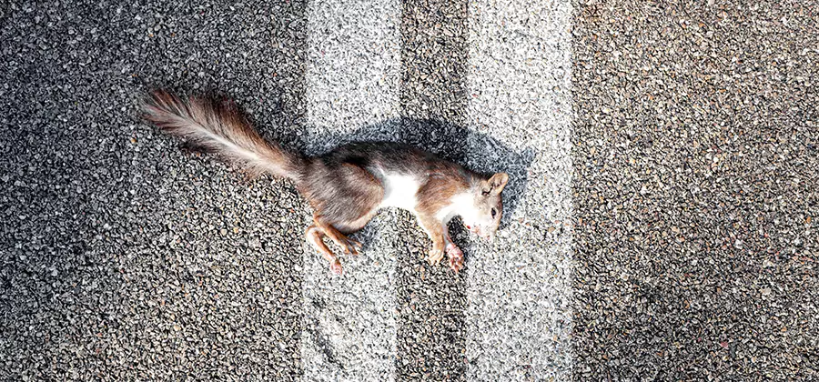 Dead Squirrel Removal in Millburn