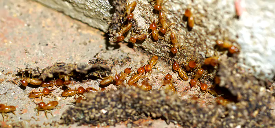 Wood Treatment and Localized Termite Solutions in Millburn