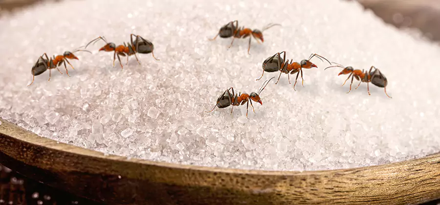 Indoor Sugar Ant Treatment in Millburn