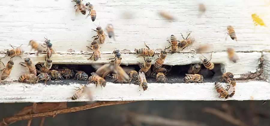 Residential Termite Fumigation in Millburn