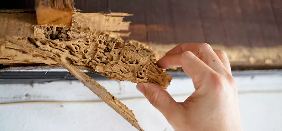 Pre-Purchase Termite Inspection in Millburn