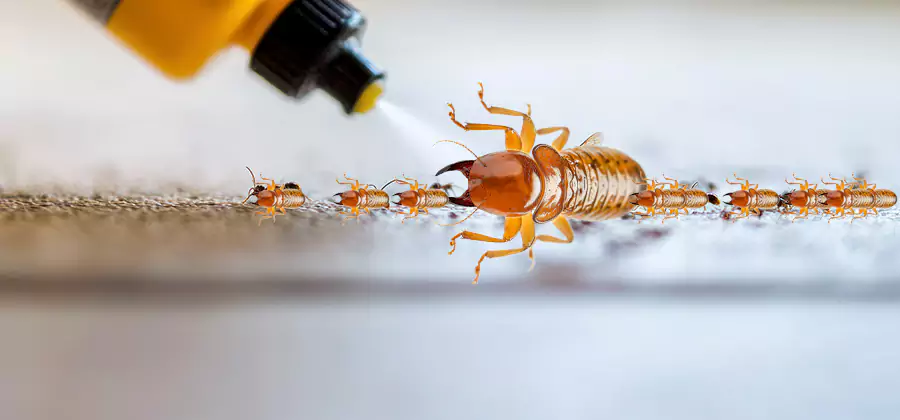 Foundation Termite Spraying Control in Millburn