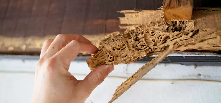 Pre-Construction Termite Treatment in Millburn