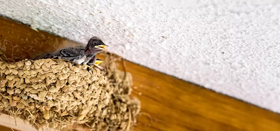 Bird Removal From House in Millburn