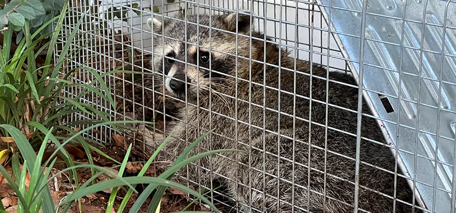 Wildlife Relocation Services in Millburn