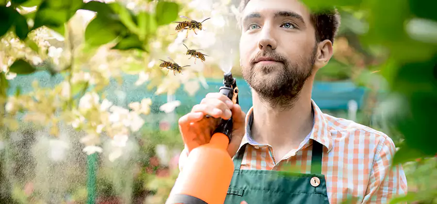 Yellow Jacket Wasp Removal in Millburn