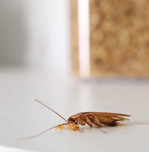 Why Millburn Pest Control Pro Stands Out in Millburn, NJ?