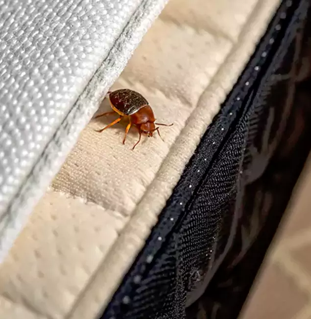 Why Choose Millburn Pest Control Pro for Bed Bug Treatment at Home in Millburn, NJ?