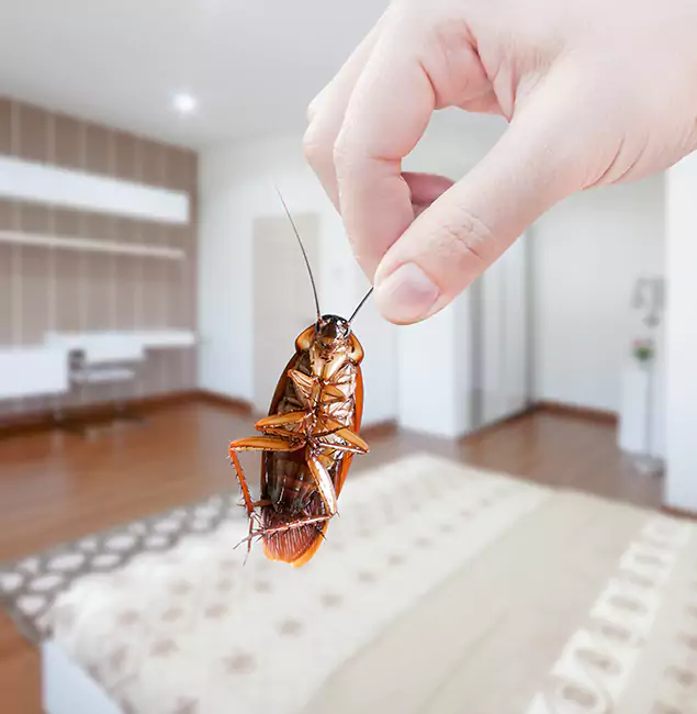 Why Millburn Pest Control Pro Stand Out For Bed Bug Inspection in Millburn, NJ?
