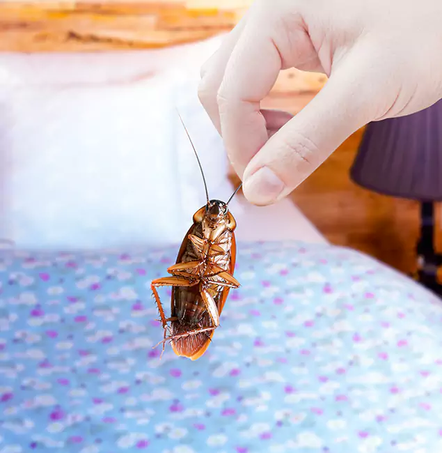 Why Choose Millburn Pest Control Pro for Bed Bug Treatment in Millburn, NJ?