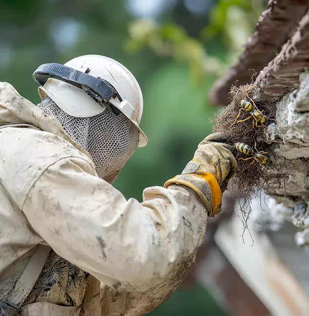Why Millburn Property Owners Choose Millburn Pest Control Pro for Bee Exterminator?