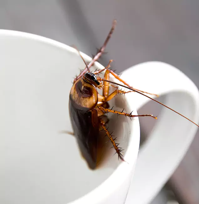Why Millburn, NJ Residents Trust Millburn Pest Control Pro for Cockroach Fumigation?