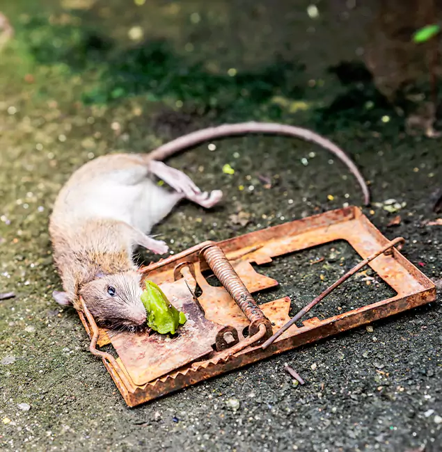 Why Millburn, NJ Homeowners Trust Millburn Pest Control Pro for Rodent Removal?