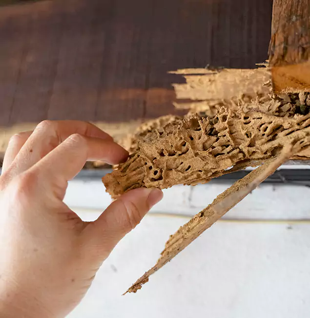 Why Choose Millburn Pest Control Pro in Millburn, NJ?