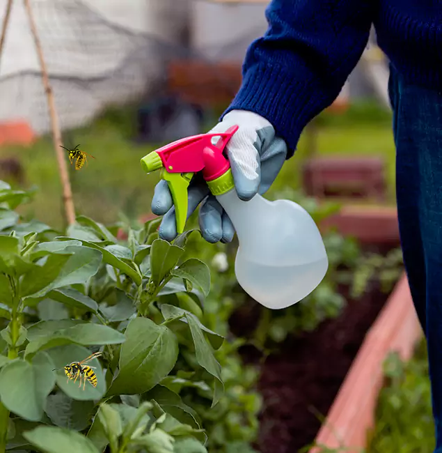 Why Millburn Homeowners Choose Millburn Pest Control Pro for Honey Bee Removal?
