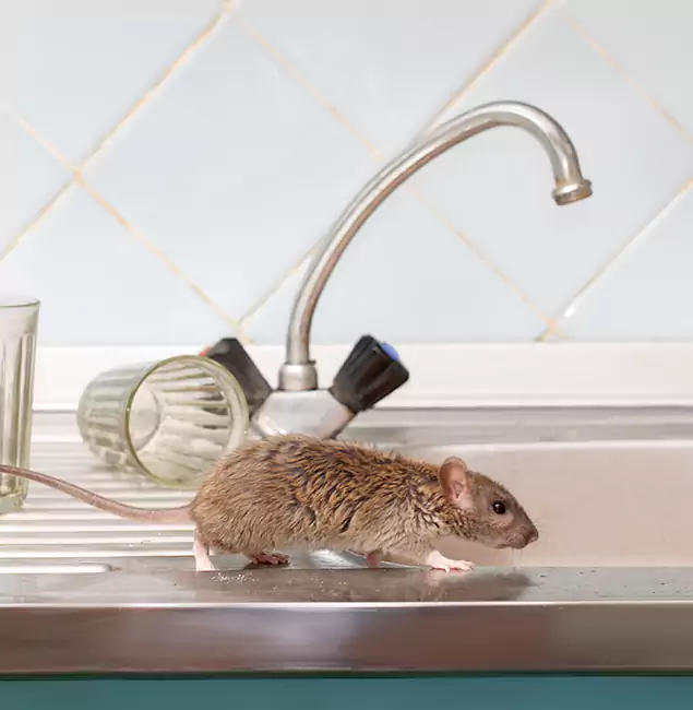 Why Millburn, NJ Trusts Millburn Pest Control Pro for Humane Rodent Control?