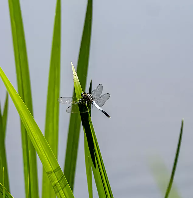 Why Millburn Families Trust Millburn Pest Control Pro for Mosquito Prevention?