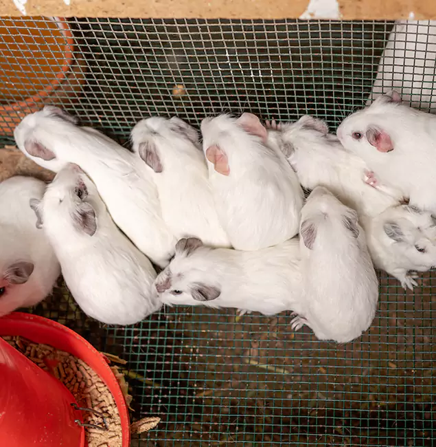 Why Millburn Pest Control Pro Is the Trusted Choice in Millburn, NJ?