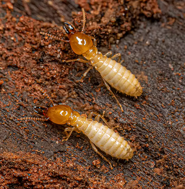 Why Choose Millburn Pest Control Pro for Termite Treatment Without Tenting in Millburn, NJ?