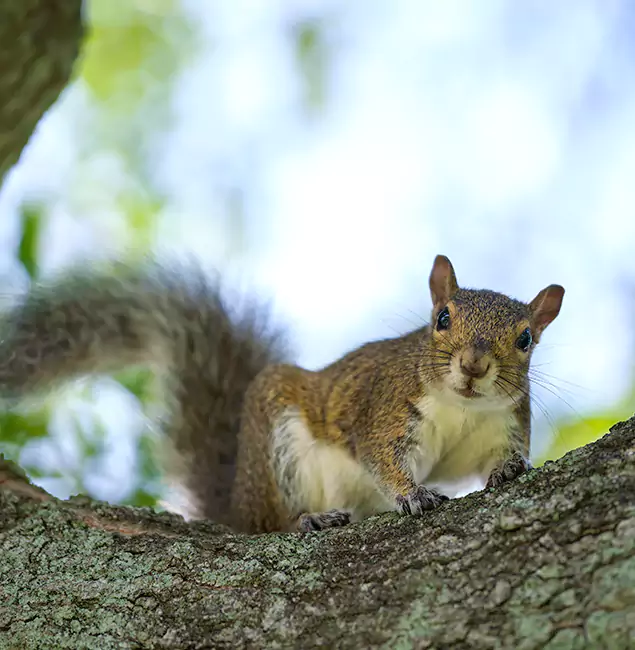 Why Millburn, NJ Relies on Millburn Pest Control Pro for Squirrel Pest Control?