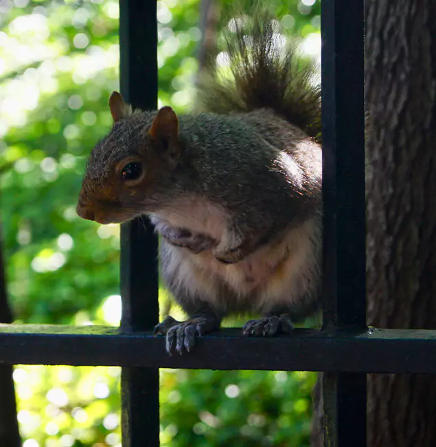 Why Millburn, NJ Chooses Millburn Pest Control Pro for Squirrel Removal?