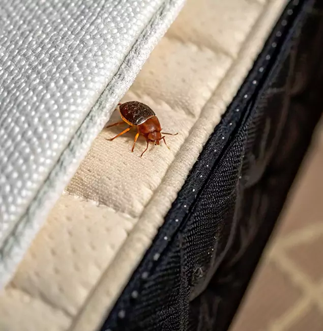 Why Millburn Homeowners Trust Millburn Pest Control Pro for Tick Treatment?