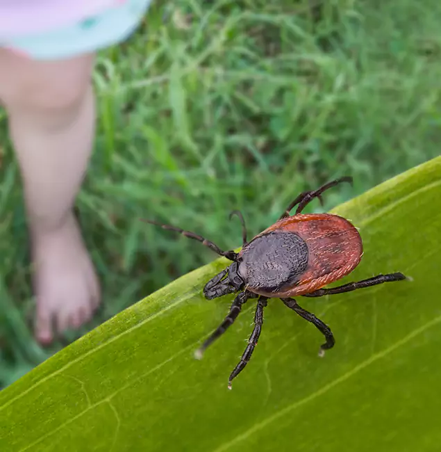 Why Millburn Homeowners Choose Millburn Pest Control Pro for Tick Extermination?