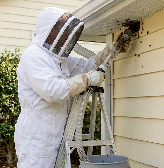 Why Millburn Trusts Millburn Pest Control Pro for Wasp Control?