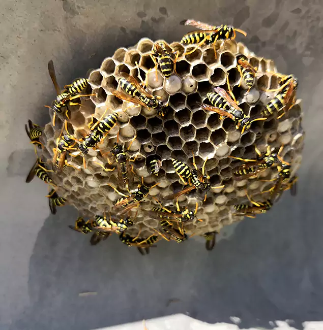 Why Millburn Chooses Millburn Pest Control Pro for Wasp Control Services?