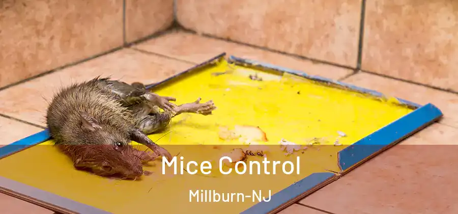 Mice Control Millburn-NJ