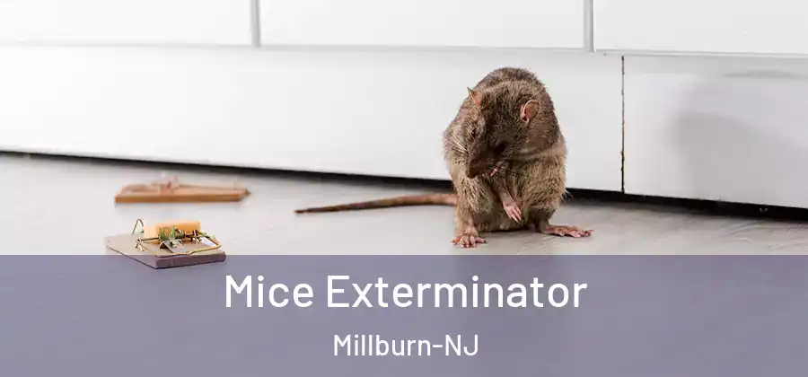  Mice Exterminator Millburn-NJ