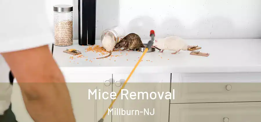  Mice Removal Millburn-NJ