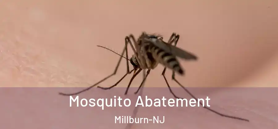 Mosquito Abatement Millburn-NJ
