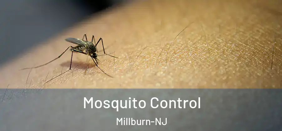 Mosquito Control Millburn-NJ